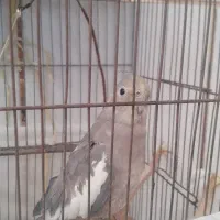 عروس هلندی ماده