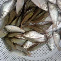 بچه ماهی کپور درشت