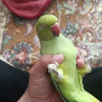 ملنگو کاملا فول اهلی