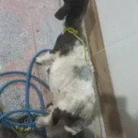 بره