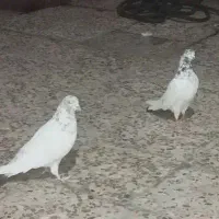 مرغ