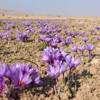 پیاز زعفران