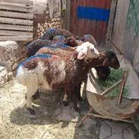 ۷ عدد بره ماده و یک نر