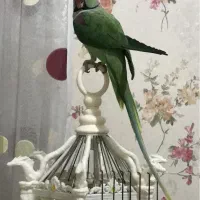 شاه طوطی اسکندر