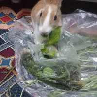 خرگوش