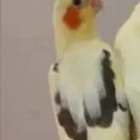 عروس هلندی ماده