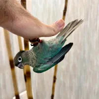 طوطی گرینچیک تراکوئیس دستی