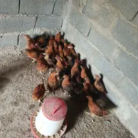 جوجه گلپایگانی
