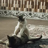 چهار گربه برای واگزاری|گربه|گالیکش, |دیوار