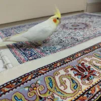 عروس هلندی رام و کاملا دستی و با هوش