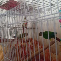 طوطی گرنچیک ۱ عدد ده ماهه بهمراه قفس بزرگ