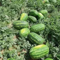 تناژ ۲برابری میخواهی همین الان تماس بگیر