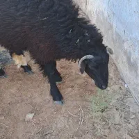 بره|حیوانات مزرعه|کارون, |دیوار