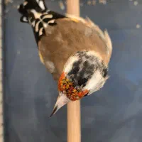 سهره ماده قواره بلند