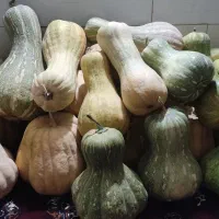 فروش کدو تازه چین 50هزار