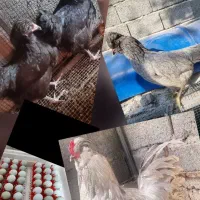 برهما آمروکانا مارانس