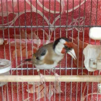 سهره جوجه قفس یکساله نرمست
