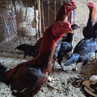 مرغ و خروس لاری یک ساله