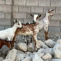 عرب|حیوانات مزرعه|اراک, |دیوار