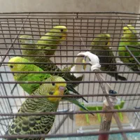 مرغ عشق بازیگوش