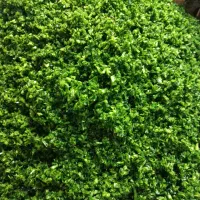 سبزی خرد شده خام آماده