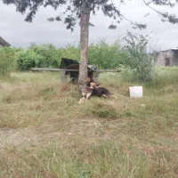 دوبرمن
