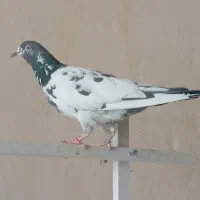 یک جفت پاکستانی ... تیدی