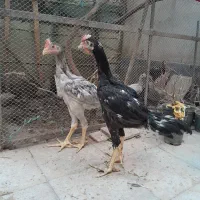 جوجه خروس لاری