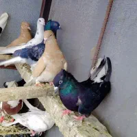 کبوتر رنگی و دورگ