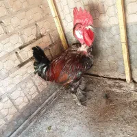 خروس گردن لخت