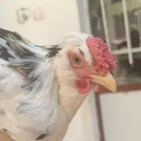 مرغ و خروس گلین
