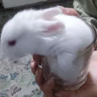 بچه خرگوش زیبا