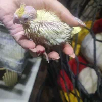 جوجه عروس هلندی