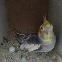 عروس هلندی جفت تخم و جوجه ی