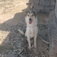 سگ گله و نگهبان