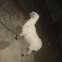 گوسفند