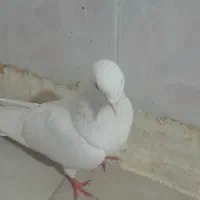 کفتر خوبیه بخاطر جابه‌جایی فروخته می شود
