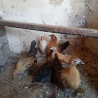 جوجه چاپنیز