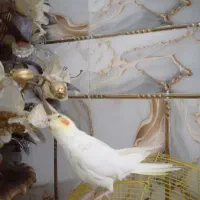عروس هلندی