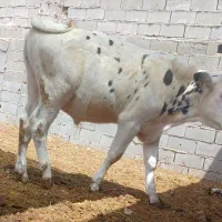 گاو گوساله نر