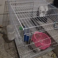 قفس ۷۰ در ۵۰ جفتگاه