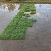توم هاشمی درجه یک