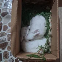 بچه خرگوش سفید