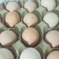 تخم مرغ محلی