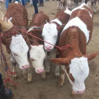 جنس خوب گوساله سمینتال پرواری و داشتی