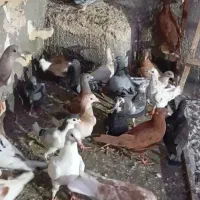 کبوتر کفتر جوجه صید بوم
