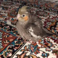فروش جوجه ۱ماهه عروس هلندی