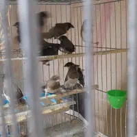 فنچ بنگالی پرستار