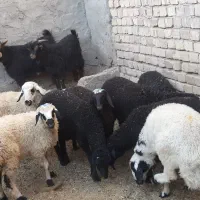 گوسفند فروشی سید مخصوص محرم