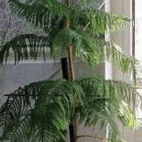 درختچه ی آپارتمانی